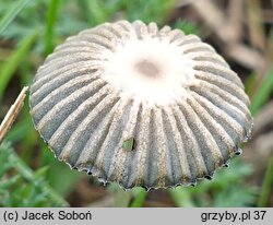 Coprinellus flocculosus (czernidłak kłaczkowaty)