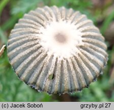 Coprinellus flocculosus (czernidłak kłaczkowaty)