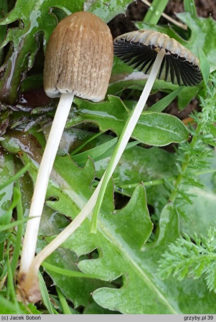 Coprinellus flocculosus (czernidłak kłaczkowaty)