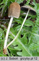 Coprinellus flocculosus (czernidłak kłaczkowaty)