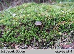 Omphaliaster asterosporus (pępnik gwiaździstozarodnikowy)