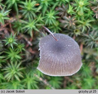 Omphaliaster asterosporus (pępnik gwiaździstozarodnikowy)