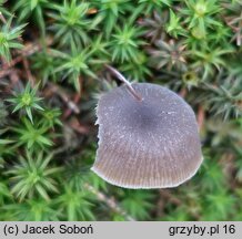 Omphaliaster asterosporus (pępnik gwiaździstozarodnikowy)