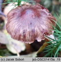 Cortinarius praestigiosus