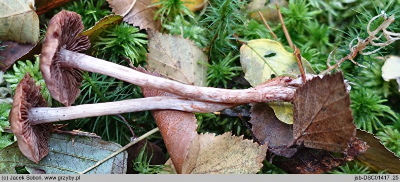 Cortinarius praestigiosus