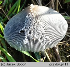 Coprinopsis cinerea (czernidłak szarawy)