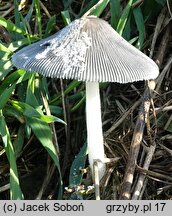 Coprinopsis cinerea (czernidłak szarawy)