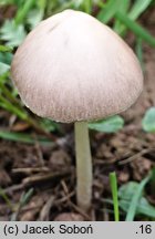 Psathyrella fibrillosa (kruchaweczka brązowoochrowa)