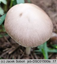 Psathyrella fibrillosa (kruchaweczka brązowoochrowa)