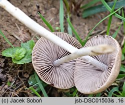 Psathyrella fibrillosa (kruchaweczka brązowoochrowa)