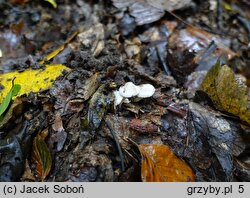 Lyophyllum platypum