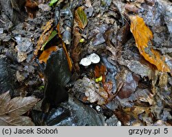 Lyophyllum platypum