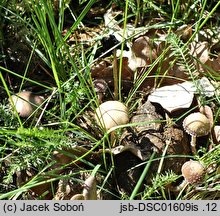 Psathyrella scatophila