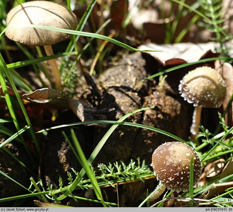 Psathyrella scatophila