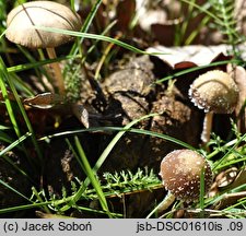 Psathyrella scatophila