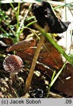 Psathyrella scatophila