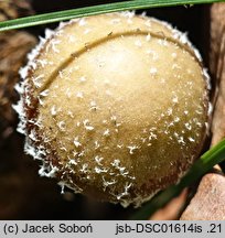 Psathyrella scatophila