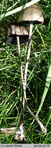 Panaeolus acuminatus (kołpaczek ostrowierzchołkowy)