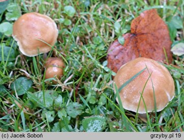 Inocybe mixtilis (strzępiak jasnobrzegi)