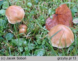 Inocybe mixtilis (strzępiak jasnobrzegi)