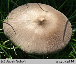 Entoloma prunuloides (dzwonkówka mączna)