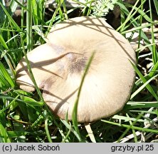 Entoloma prunuloides (dzwonkówka mączna)