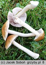 Inocybe mixtilis (strzępiak jasnobrzegi)