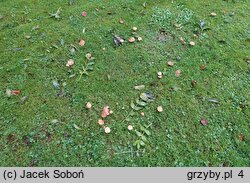 Inocybe mixtilis (strzępiak jasnobrzegi)