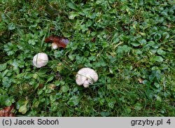 Inocybe huijsmanii