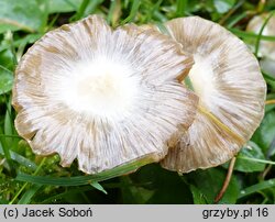 Inocybe huijsmanii