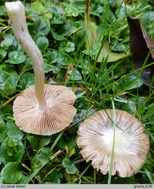 Inocybe huijsmanii