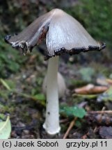 Coprinopsis acuminata