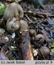 Coprinopsis acuminata