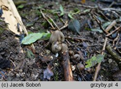 Coprinopsis acuminata