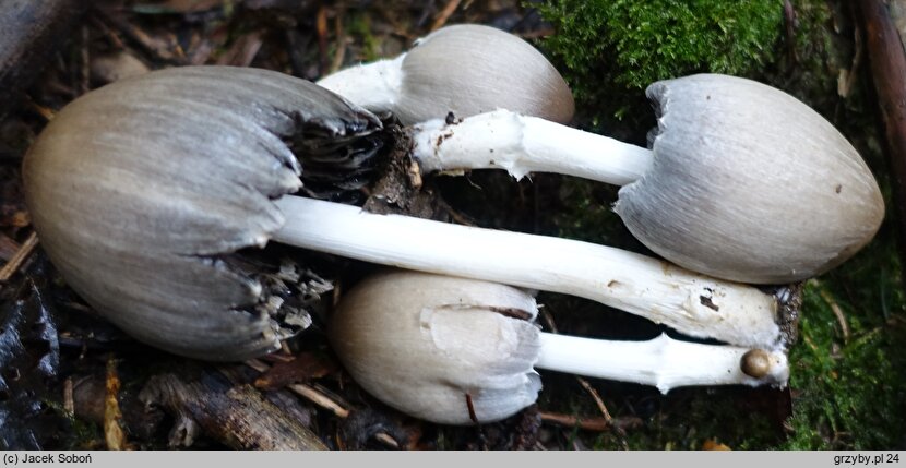 Coprinopsis acuminata