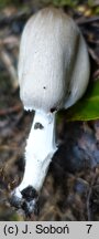 Coprinopsis acuminata