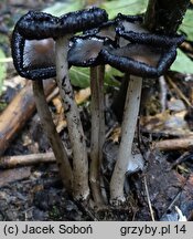 Coprinopsis acuminata