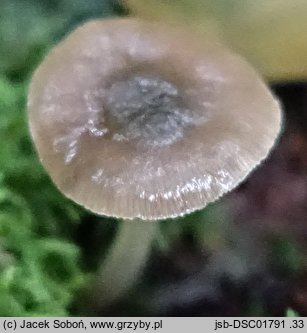 Pluteus brunneidiscus