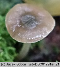 Pluteus brunneidiscus