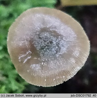 Pluteus brunneidiscus