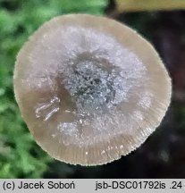 Pluteus brunneidiscus