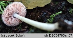 Pluteus brunneidiscus