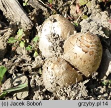 Coprinopsis romagnesiana