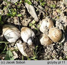 Coprinopsis romagnesiana