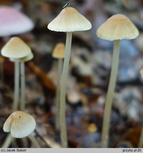 Psathyrella potteri (kruchaweczka ochrowobiała)