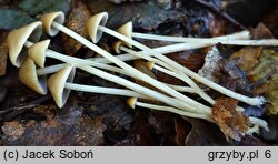 Psathyrella potteri (kruchaweczka ochrowobiała)