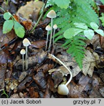 Psathyrella potteri (kruchaweczka ochrowobiała)