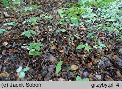 Psathyrella potteri (kruchaweczka ochrowobiała)