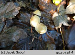 Gymnopus hybridus (łysostopek brązowoochrowy)