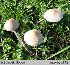 Panaeolus subfirmus